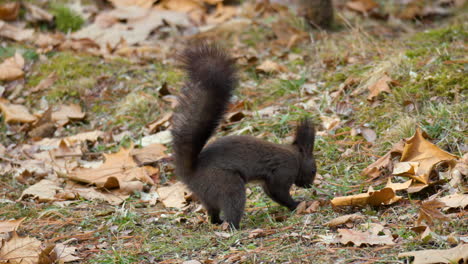 eurasian red squirrel store nuts in a ground for winter supplies