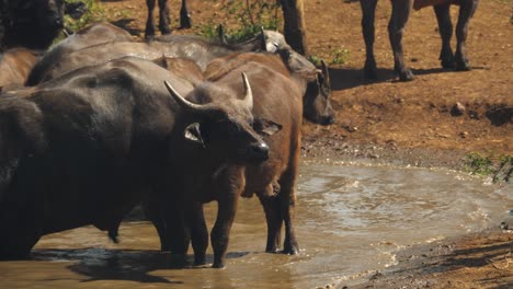 a herd of cape buffalo taking a bath in the muddy lake