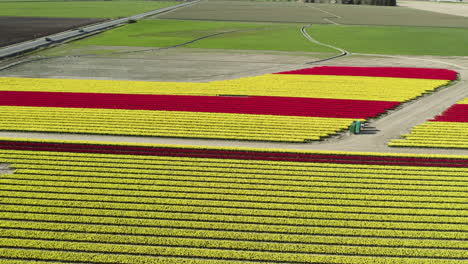 Drone-flying-over-vibrant-tulip-fields,-Skagit-Valley-Tulip-Festival,-Washington,-USA