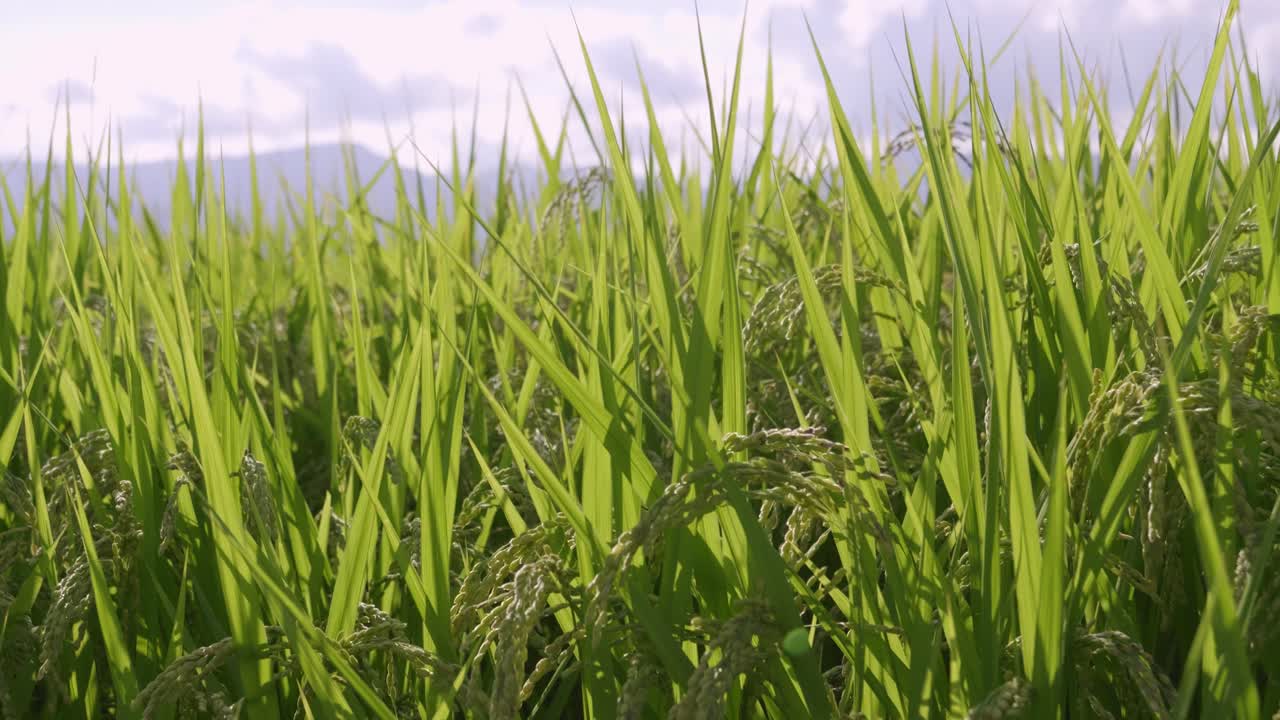Beautiful rice fields at sunset, close up slider shot