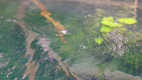 gentle ripples in clear water canal with submerged roots visible