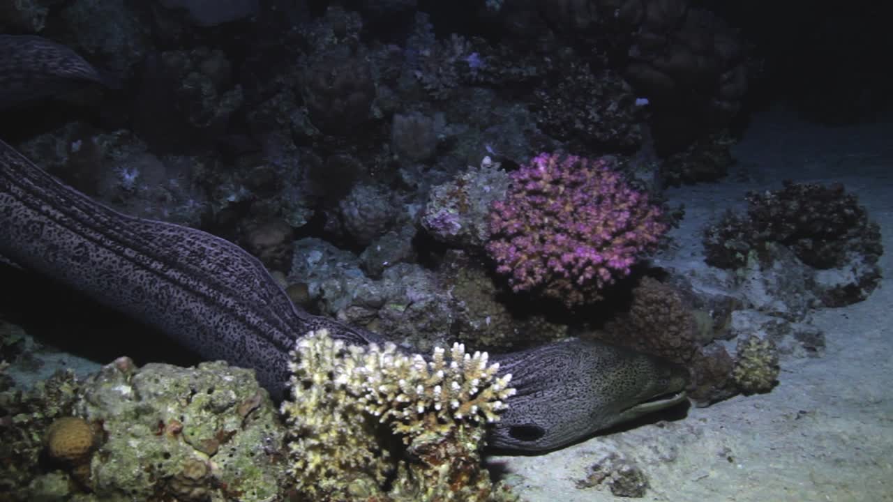 Murena che nuota vicino al corallo nel mare