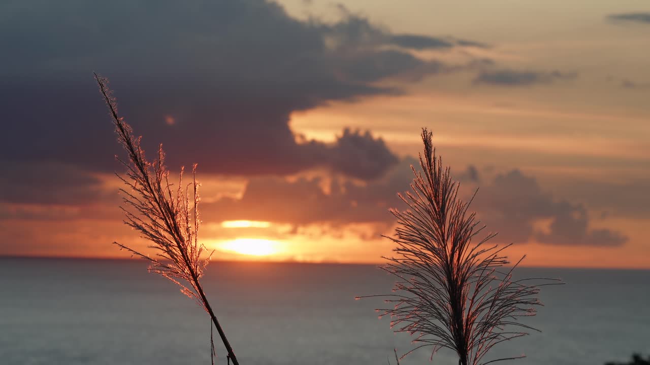 Sunset behind sugarcane flowers at a panoramic view point, Mahe Seychelles