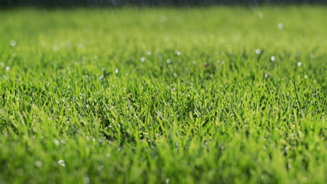 las gotas de lluvia caen en un césped verde limpio. disparo estático