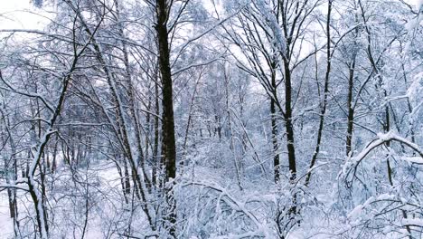 Verschneite-Äste-Im-Wald.-Wintermärchen-Hintergrund