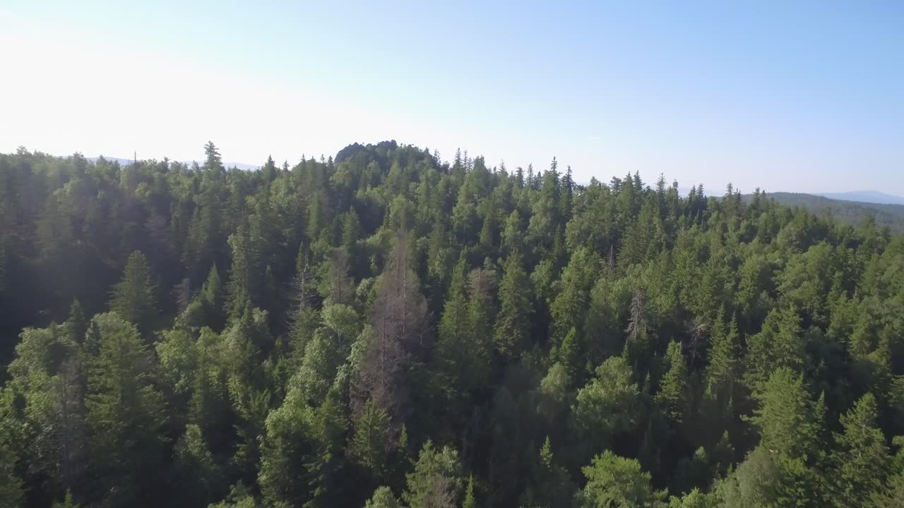 Vista aerea di una foresta fitta con montagne sullo sfondo