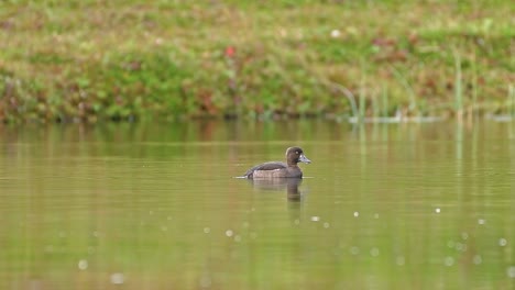 a black tufted duck emerges from under the water next to another one