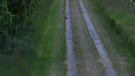 Animals-on-the-road-in-Zoutelande:-Viewed-from-a-drone's-perspective