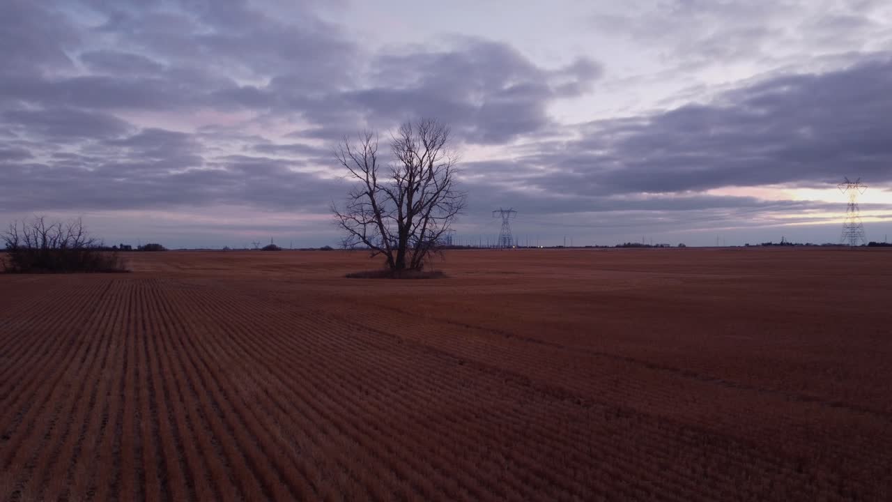 Lone tree in arable land powerlines evening clouds wheat circling rotation aerial