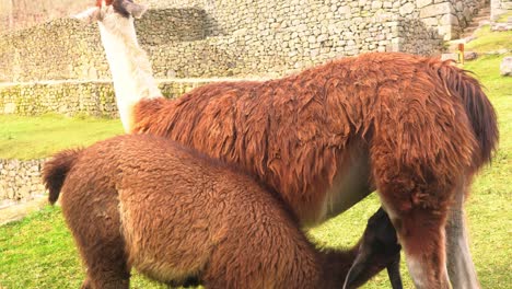 Alpaca-Marrón-Joven-Mamando-Leche-De-Su-Madre---Cerrar