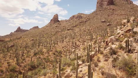 Drone-Disparó-Vuelo-Sobre-Muchos-Cactos-Saguaro-En-Un-Paisaje-Típico-Del-Medio-Oeste-En-Algún-Lugar-Del-Desierto-De-Sonora,-Arizona-Usa-En-4k