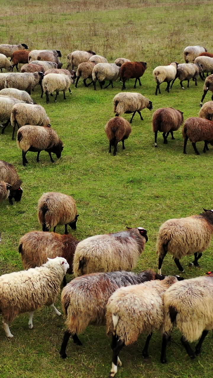 Herd of sheep walk on field. Group of nice domestic animals on pasture. Fluffy well-groomed sheep returning to farm from grazing. Vertical video