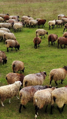 herd of sheep walk on field. group of nice domestic animals on pasture. fluffy well-groomed sheep returning to farm from grazing. vertical video