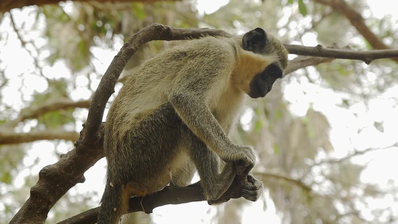 pequeño mono sabaeus lindo descansando en una rama de un árbol en el bosque de gambia