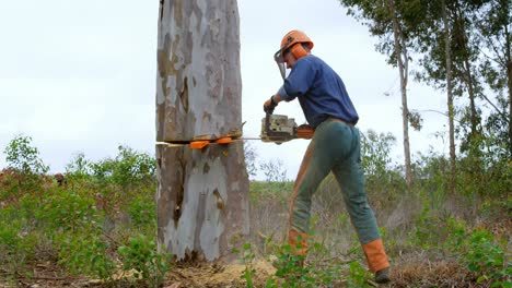 Lumberjacks cutting down tree in the forest 4k