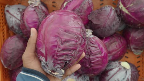 hand holding red cabbage