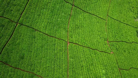 vista aérea de la plantación de té y el pueblo rural en chogoria, kenia