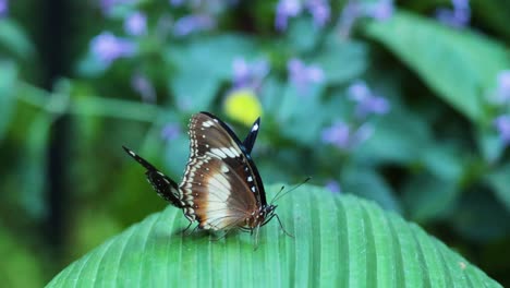 two butterflies interacting on a green leaf