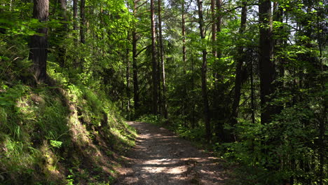 hermoso paisaje en un bosque tranquilo y soleado con sendero para caminar