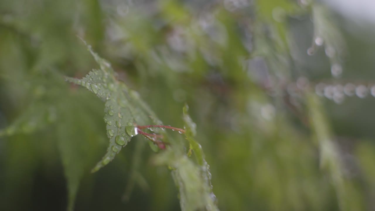 japón - la hoja del árbol de arce cubierto de rocío temprano en la mañana - enfoque borroso