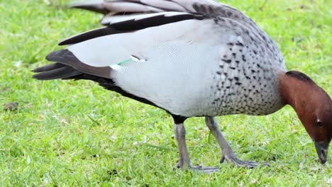 a duck with a brown head and grey body pecks at vibrant green grass.