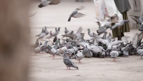 bunch of pigeons fight for food in street of barcelona, slow motion view