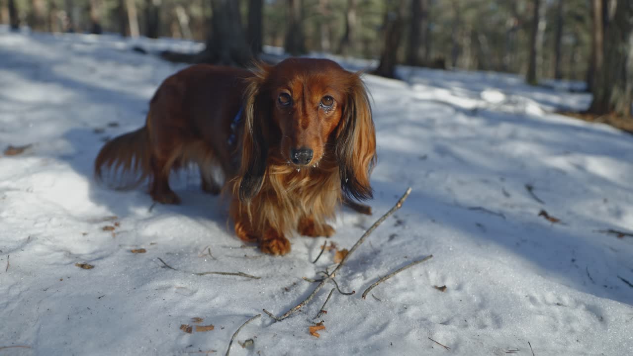 The camera captures in slow motion a brown long-haired dachshund playing with a stick on the snowy forrest. The dog pauses, looks up at the camera, its eyes sparkling with curiosity and delight.