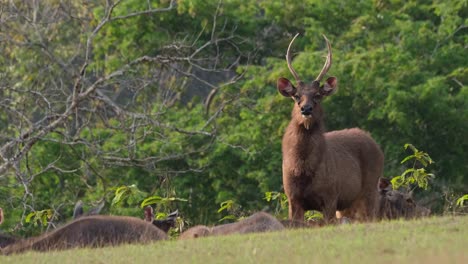 sambar, rusa unicolor, thailand