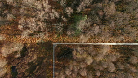 Autumnal-Forest-With-Wooden-Walkway-At-Fagne-du-Rouge-Ponce-In-Saint-Hubert,-Belgium