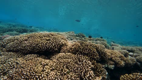 blacktip reef shark swimming in crystal clear water over a tropical coral reef - the atoll of fakarava - french polynesia - south pacific