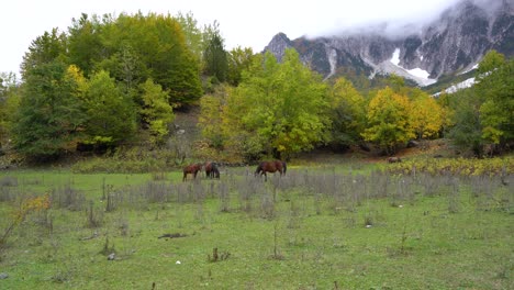 horses graze in the meadow surrounded by colorful trees in autumn with alps mountain background