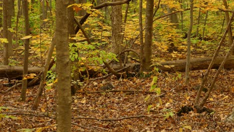 tiny brown squirrel looking for food in thick fallen autumn leaves in forest
