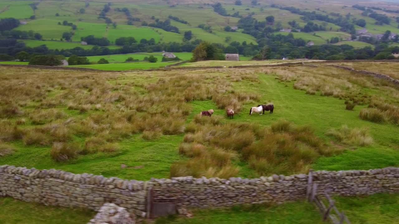 toma aérea girando ponis shetland salvajes en los páramos de los valles de yorkshire