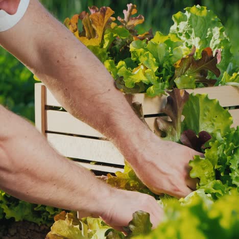 las manos del granjero cortan las hojas de la cosecha de lechuga jugosa