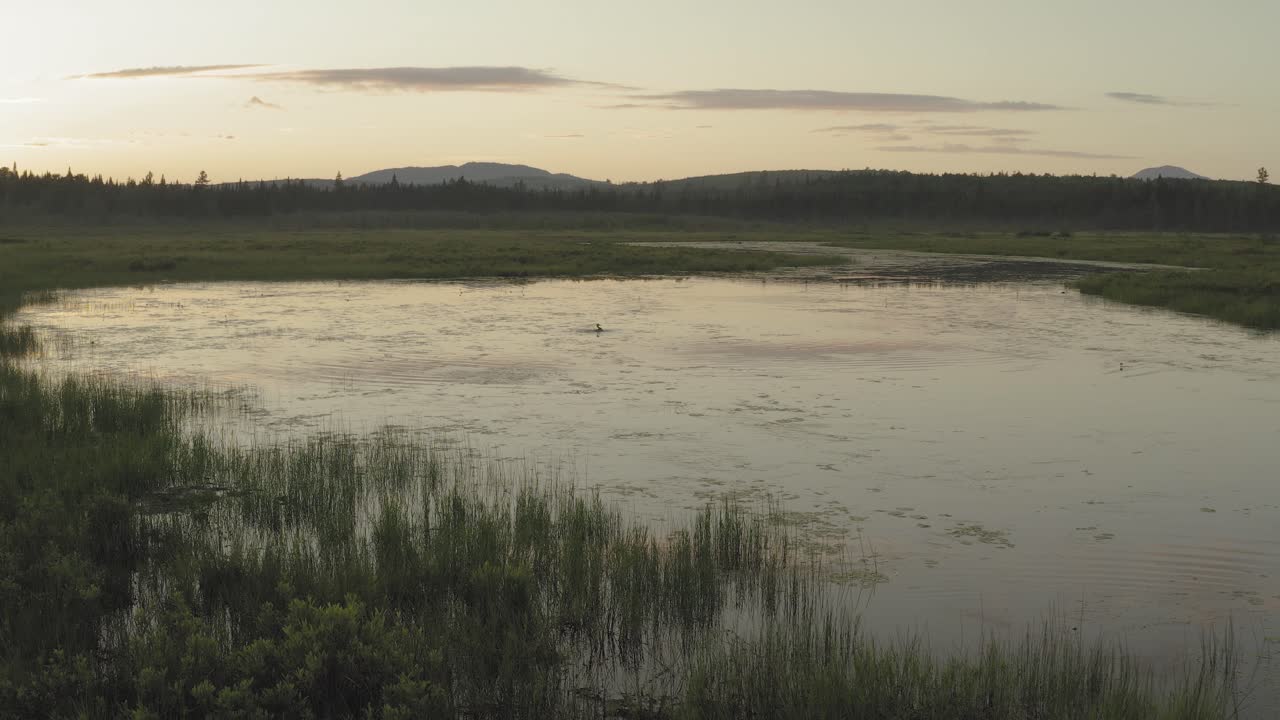 merganser lava shirley bog, amplio plano de establecimiento estático