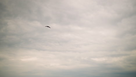 a solitary black bird gracefully soars across an expansive, cloudy sky. the minimalistic scene captures the bird's flight against a backdrop of soft, overcast clouds, evoking a sense of freedom