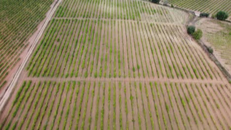 Campos-De-Viñedos-Que-Componen-Patrones-Verdes-De-Plantaciones,-Vilobí-Del-Penedés.