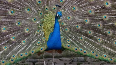 peacock displaying its stunning plumage
