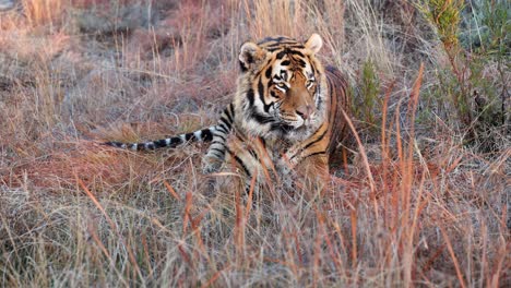 majestic orange bengal tiger sits peacefully in grassy shade