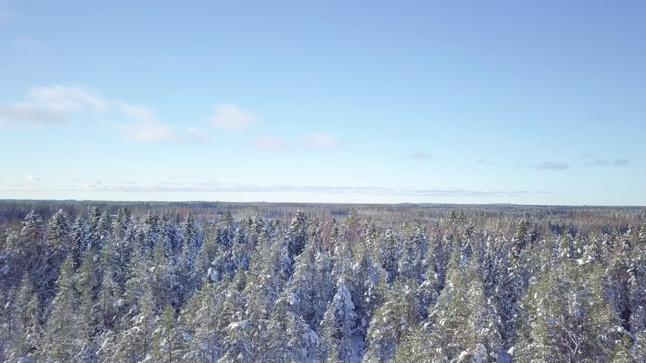 핀란드 바사 시 근처의 눈 덮인 소나무 숲