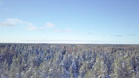 snow-capped pine tree forest near vaasa city, finland