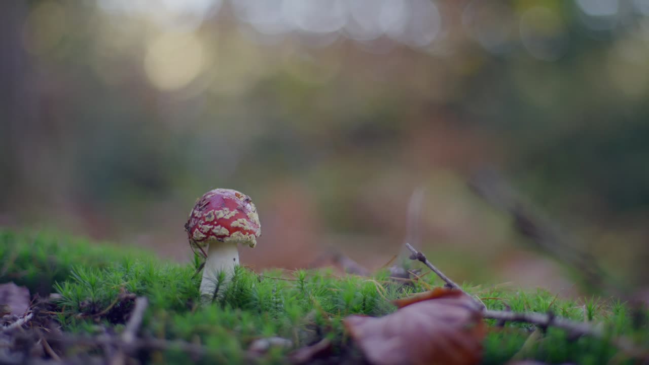 Red mushroom with white spots grows on lush green moss in a forest during a peaceful autumn day