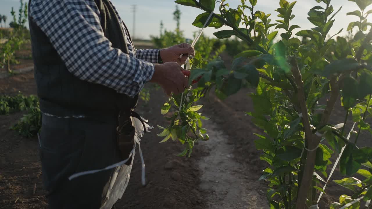 Farmer Pruning Lemon Trees