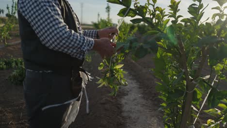 farmer pruning lemon trees