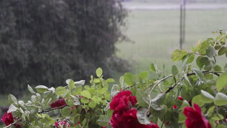 Beautiful-red-rose-bush-on-dark-and-moody-rainy-day,-static-view