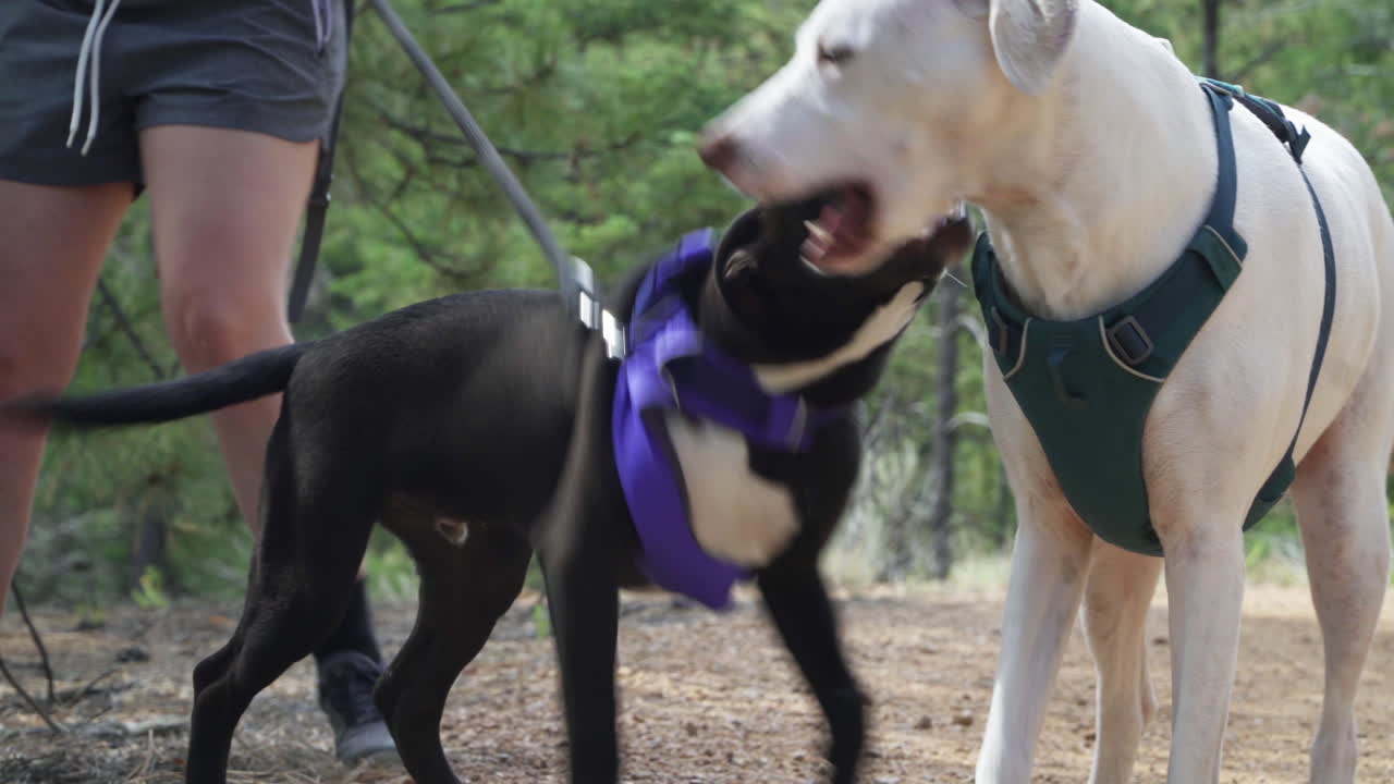 Two dogs play wrestle while on a hiking trail