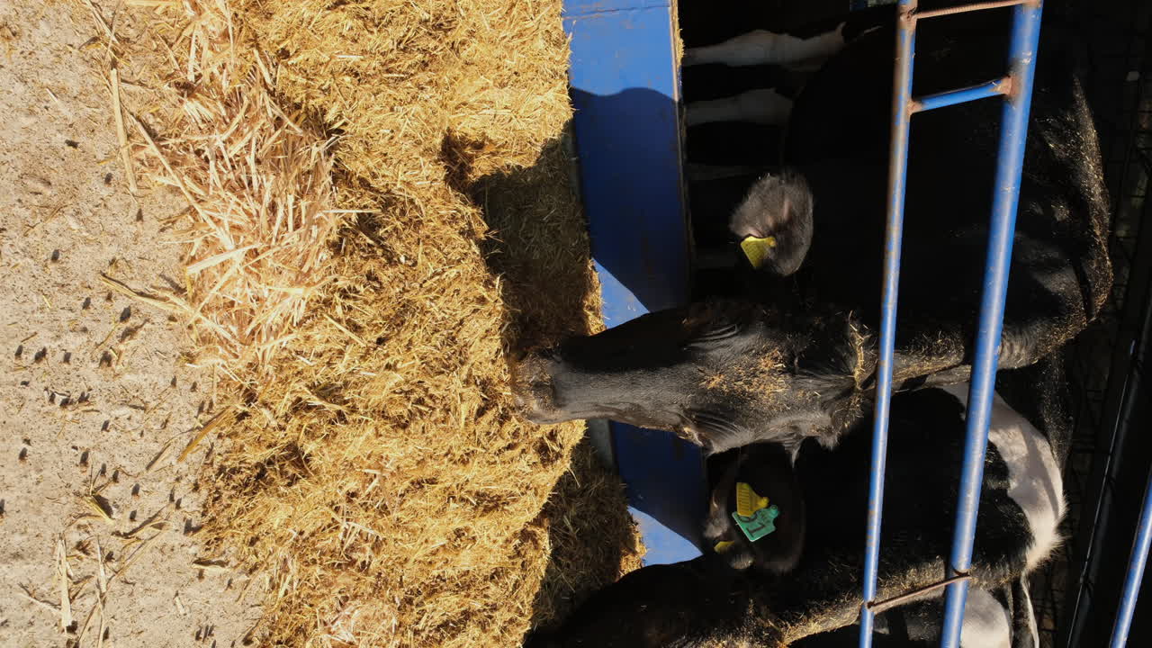 Innovative Dairy Farming: Efficient and Sustainable Practices