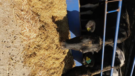 innovative dairy farming: efficient and sustainable practices
