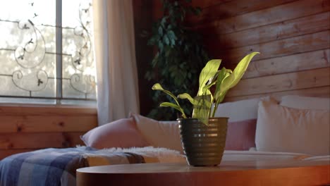 planta en olla en la mesa sobre el sofá y la ventana en la cabaña de madera, cámara lenta