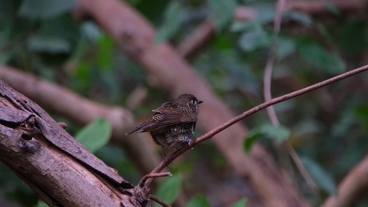 sacudiendo su cuerpo y plumas después de un baño, el tordo de roca de garganta blanca monticola gularis, tailandia